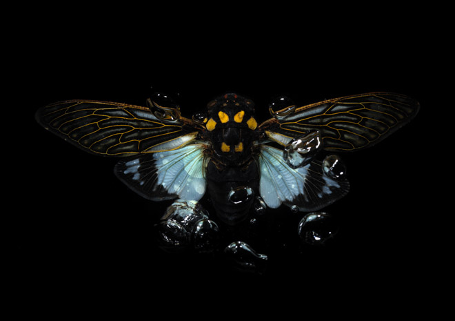 the beauty that lies in the smallest of details within the natural world, for me is a constant fascination